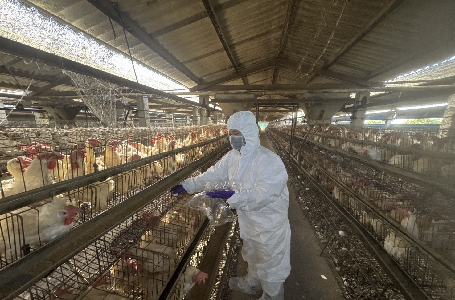 彰化啟動蛋雞場芬普尼監測 首波15場檢驗全數過關 - https://www.watchmedia01.com