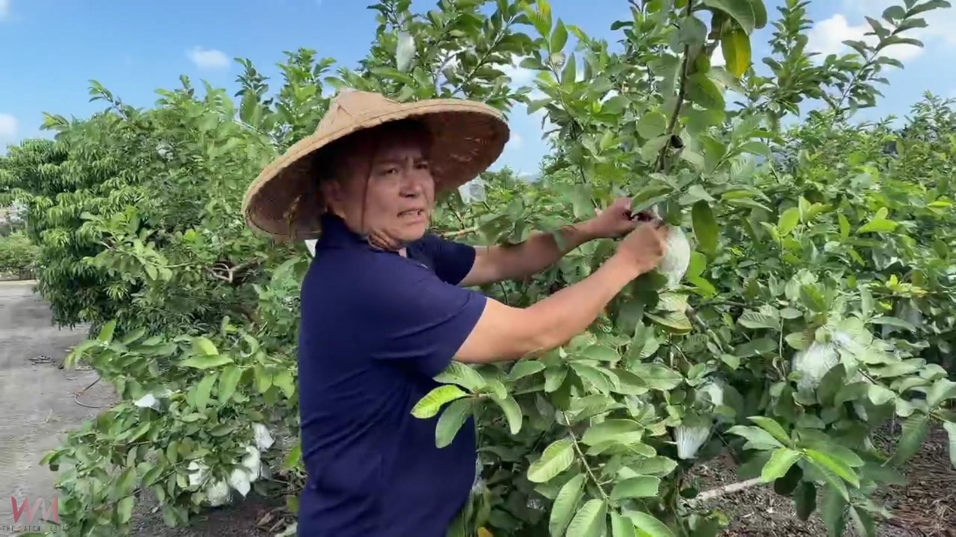 (有影片)/彰化產地芭樂大缺貨 宛如「綠金」價格飆破百 - https://www.watchmedia01.com