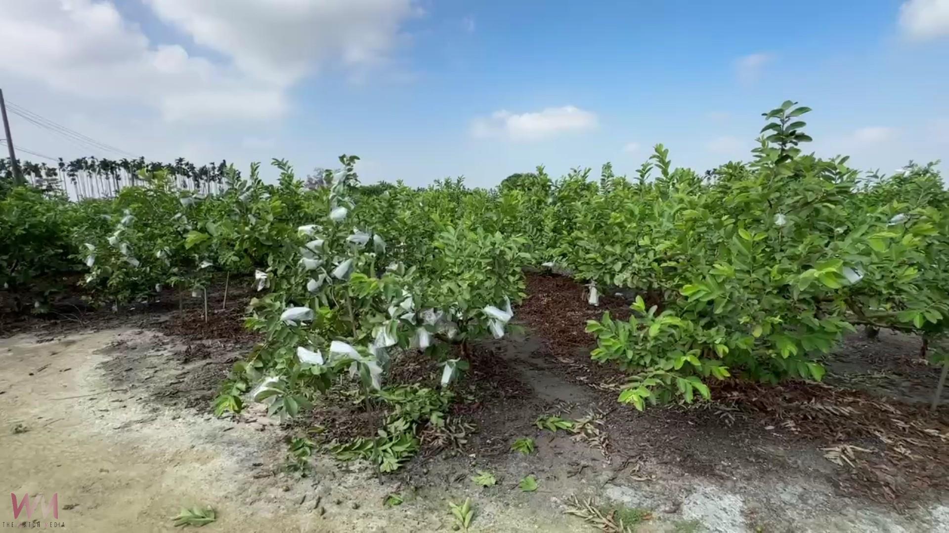 (有影片)/彰化產地芭樂大缺貨 宛如「綠金」價格飆破百 - https://www.watchmedia01.com