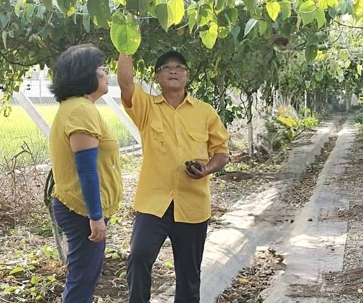 圖文:吳泰億以愛為起點 打造台灣印加果產業鏈 。