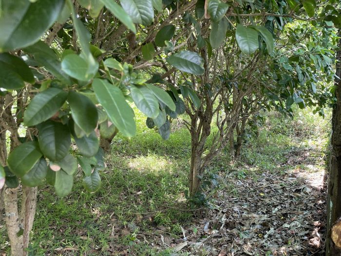 《圖說》空地經改善後情形。〈環保局提供〉