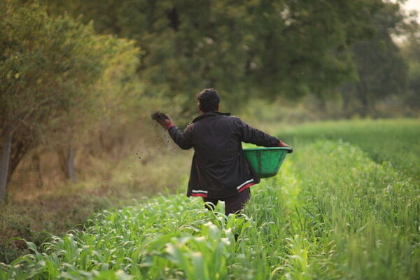 Farmers spreading biochar in their farms, to enhance soil quality