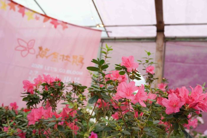 《圖說》全台唯一「杜鵑美術館」將在花展期間分別展出30種特殊品種杜鵑,展現在地花農精湛的育種實力。〈農業局提供〉