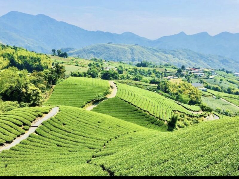 圖文：天一茶園全景｜南投鹿谷山間茶園層層疊翠，雲霧與綠茶相襯，展現在地風土之美。